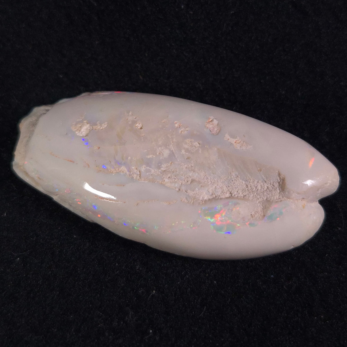 OPAL SHELL EYRENA sp. Cretaceous, Australia YOS002