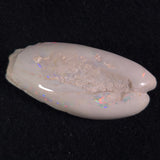 OPAL SHELL EYRENA sp. Cretaceous, Australia YOS002
