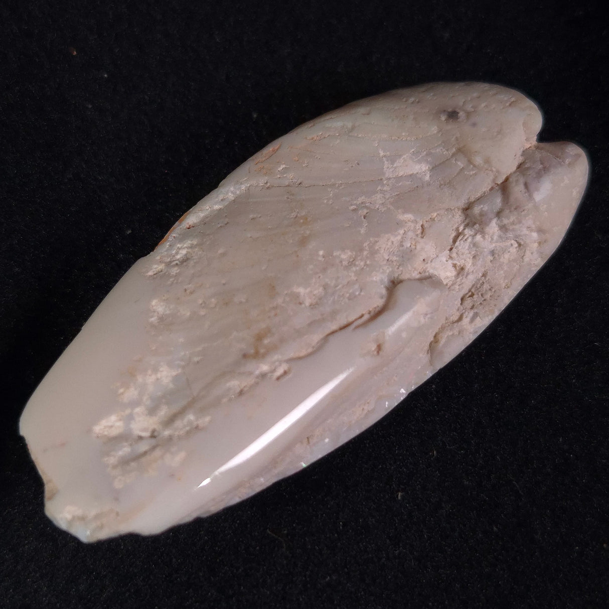 OPAL SHELL EYRENA sp. Cretaceous, Australia YOS002