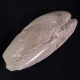 OPAL SHELL EYRENA sp. Cretaceous, Australia YOS002