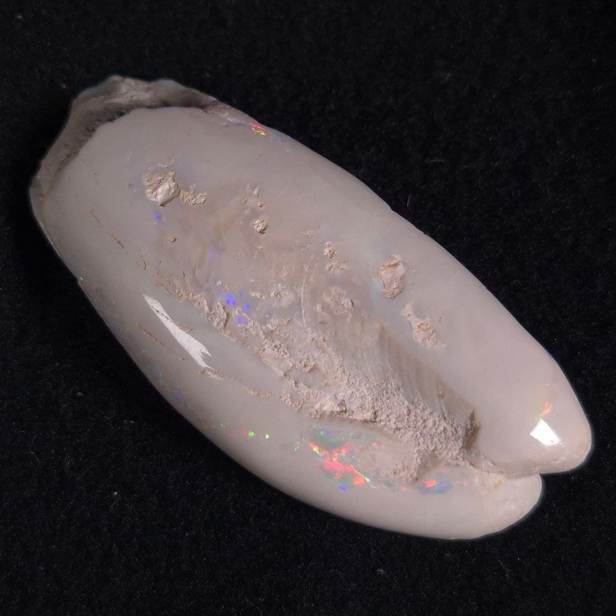OPAL SHELL EYRENA sp. Cretaceous, Australia YOS002