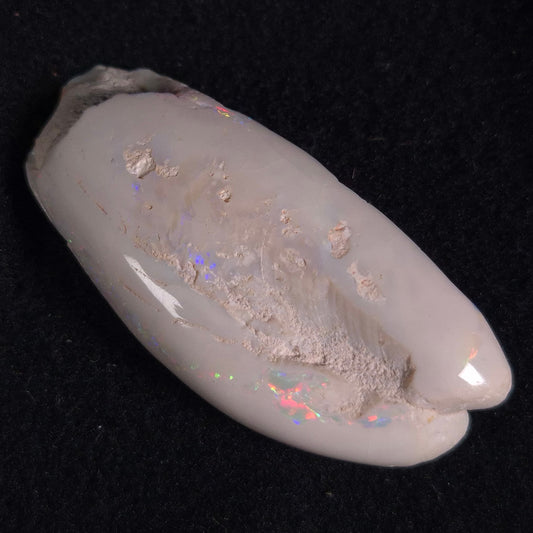 OPAL SHELL EYRENA sp. Cretaceous, Australia YOS002