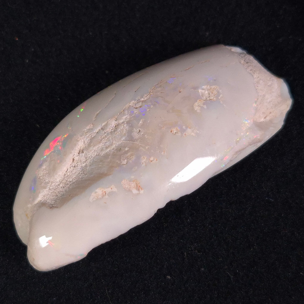 OPAL SHELL EYRENA sp. Cretaceous, Australia YOS002