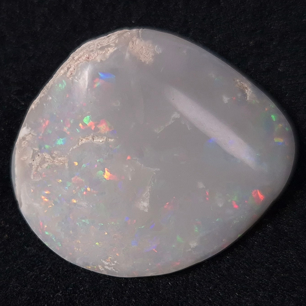 OPAL SHELL CYRENOPSIS sp. Cretaceous, Australia YOS003