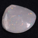 OPAL SHELL CYRENOPSIS sp. Cretaceous, Australia YOS003