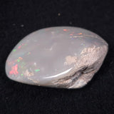 OPAL SHELL CYRENOPSIS sp. Cretaceous, Australia YOS003