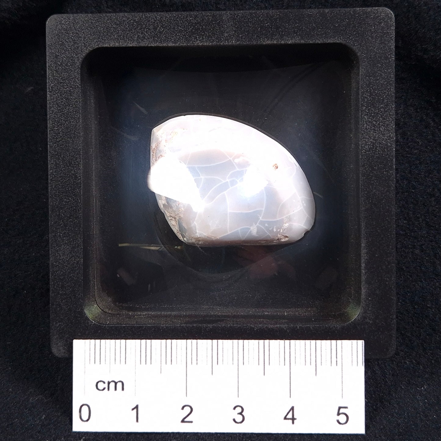 OPAL SHELL CYRENOPSIS sp. Cretaceous, Australia YOS005