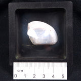 OPAL SHELL CYRENOPSIS sp. Cretaceous, Australia YOS005