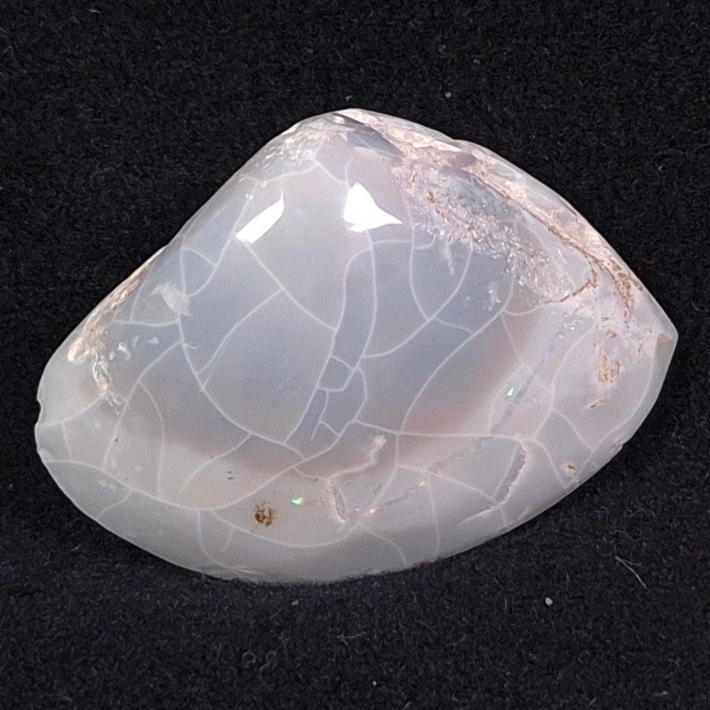 OPAL SHELL CYRENOPSIS sp. Cretaceous, Australia YOS005
