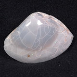 OPAL SHELL CYRENOPSIS sp. Cretaceous, Australia YOS005