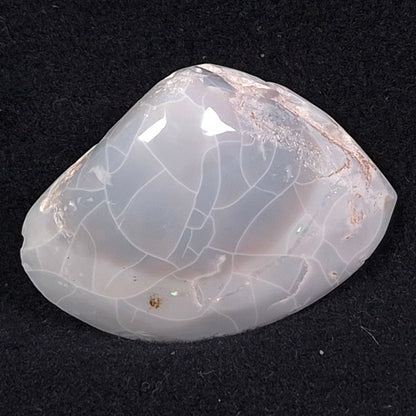 OPAL SHELL CYRENOPSIS sp. Cretaceous, Australia YOS005