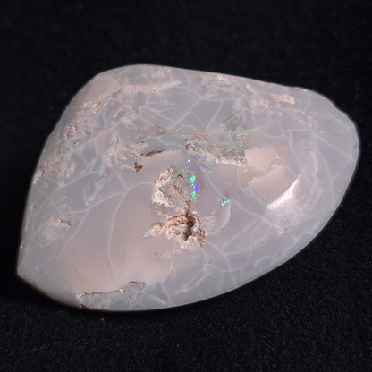 OPAL SHELL CYRENOPSIS sp. Cretaceous, Australia YOS005