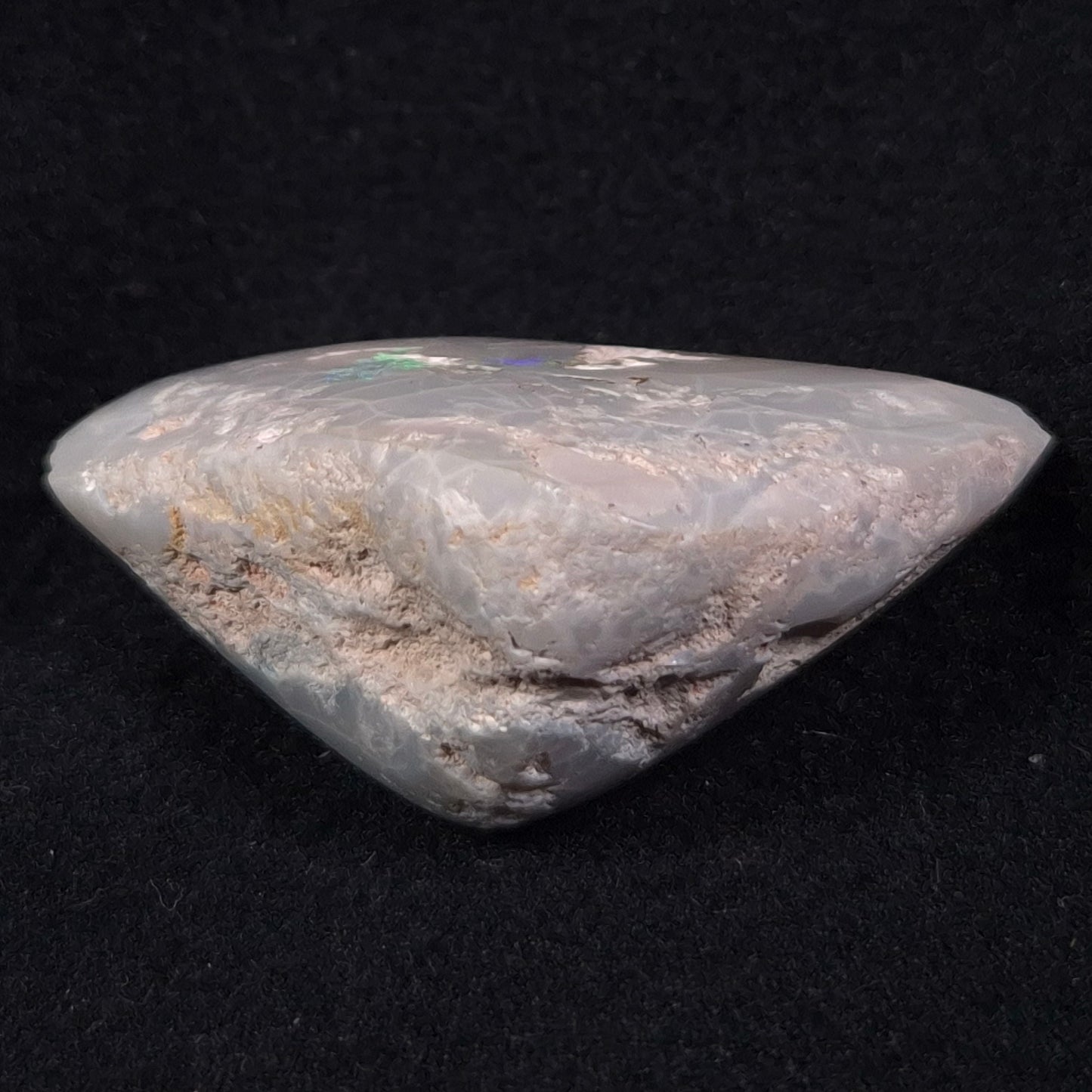 OPAL SHELL CYRENOPSIS sp. Cretaceous, Australia YOS005