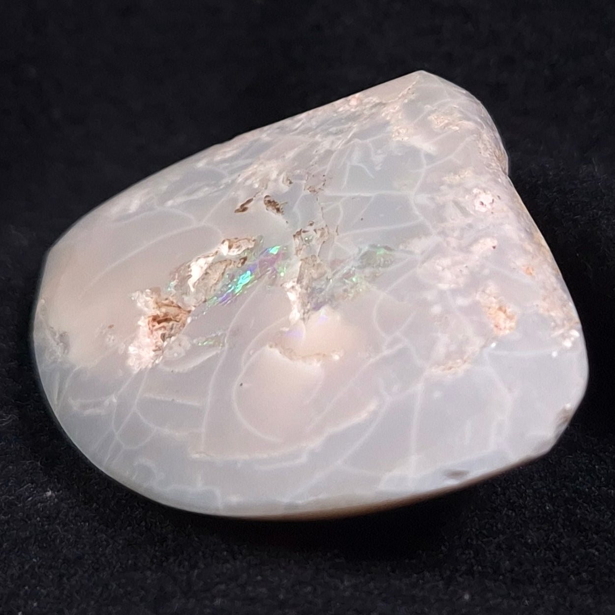 OPAL SHELL CYRENOPSIS sp. Cretaceous, Australia YOS005