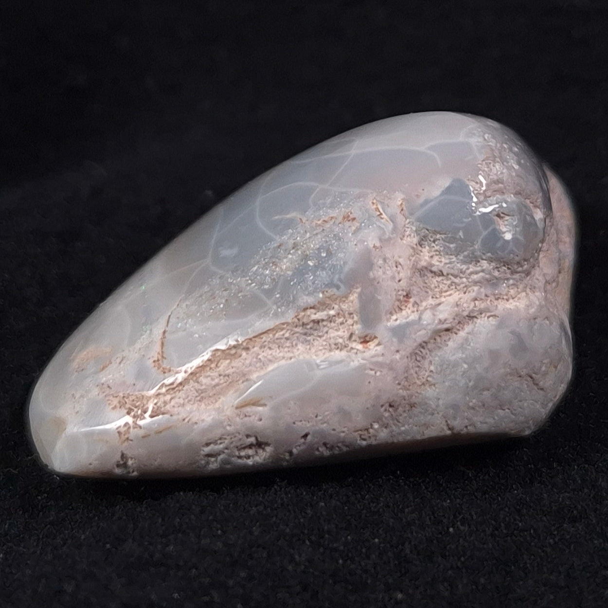OPAL SHELL CYRENOPSIS sp. Cretaceous, Australia YOS005