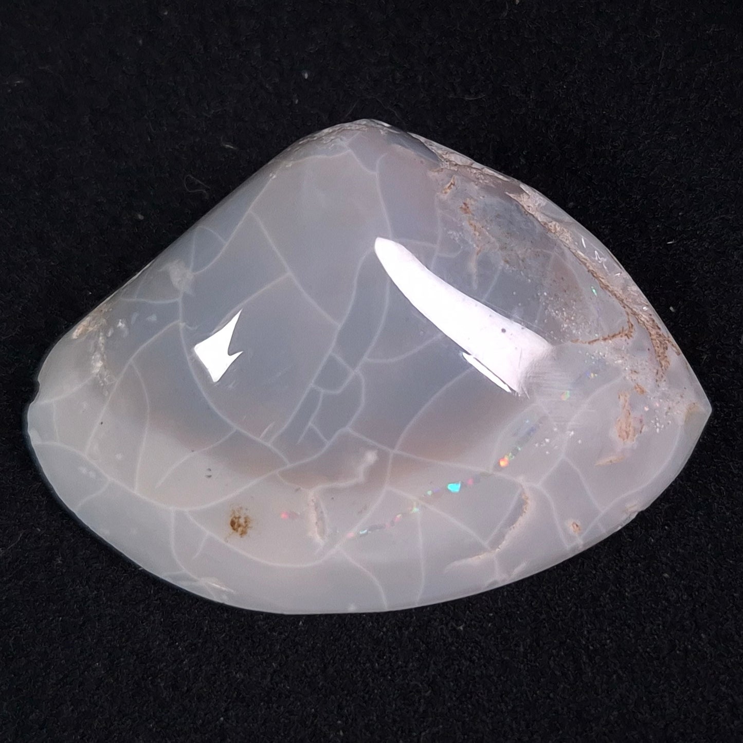 OPAL SHELL CYRENOPSIS sp. Cretaceous, Australia YOS005
