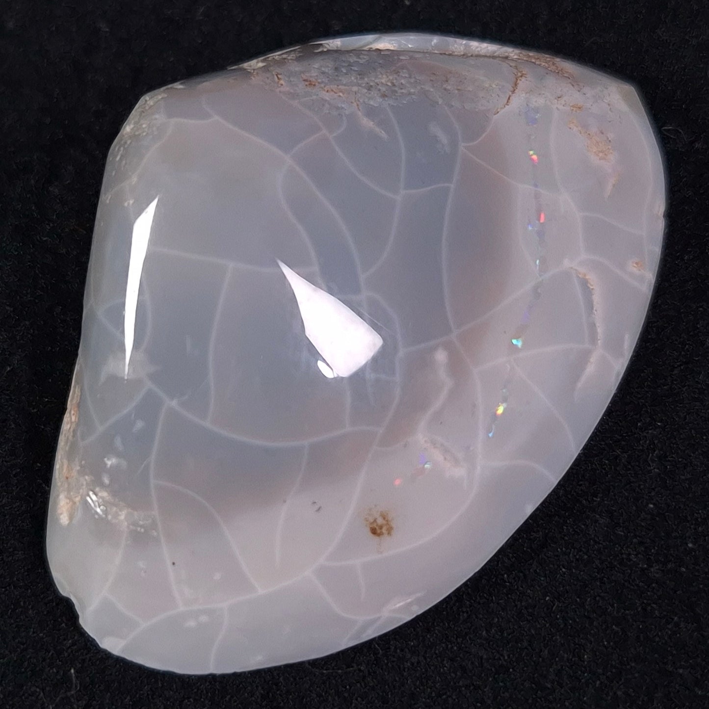 OPAL SHELL CYRENOPSIS sp. Cretaceous, Australia YOS005