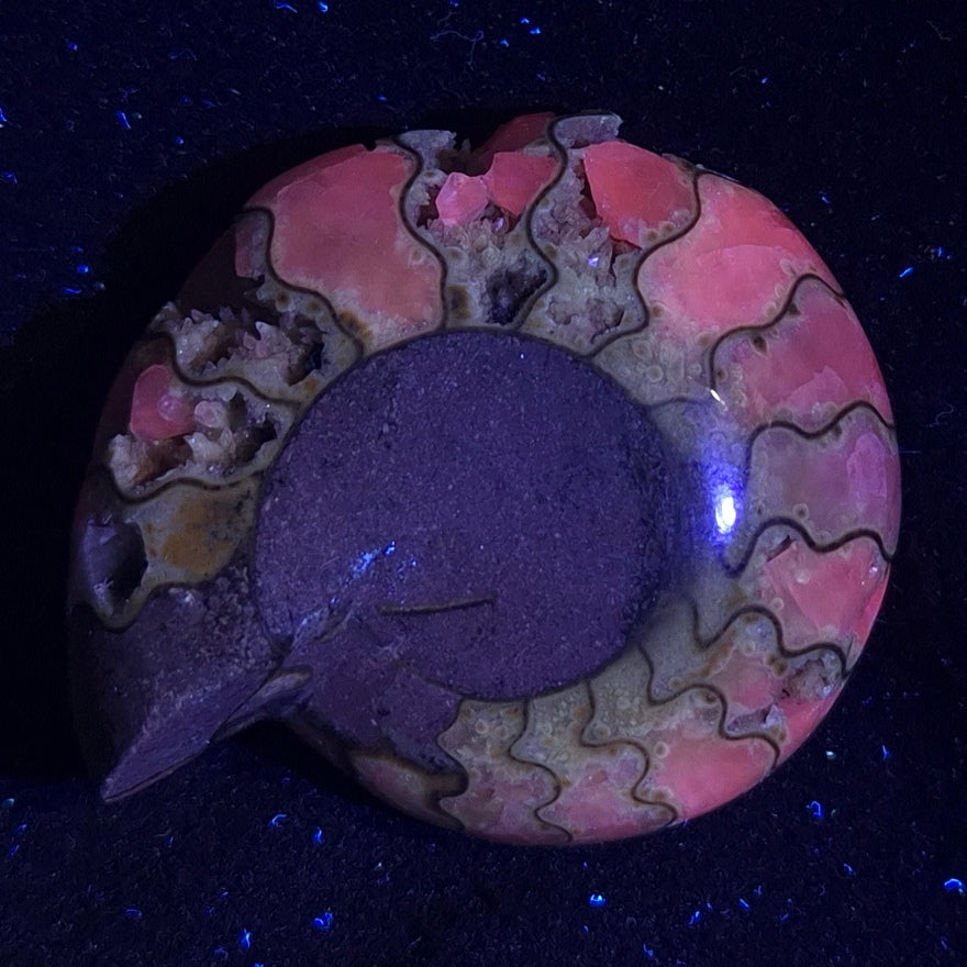 FLUORESCENT AMMONITE, East Timor XAT001