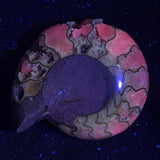 FLUORESCENT AMMONITE, East Timor XAT001