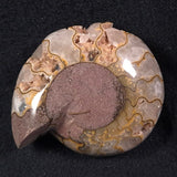 FLUORESCENT AMMONITE, East Timor XAT001