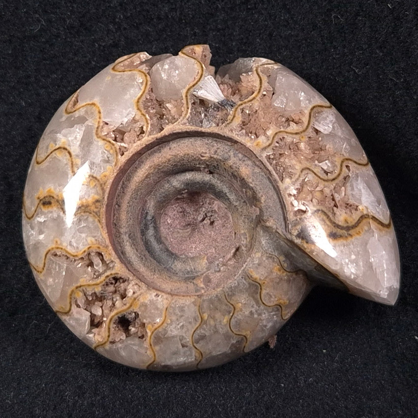 FLUORESCENT AMMONITE, East Timor XAT001