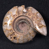 FLUORESCENT AMMONITE, East Timor XAT001