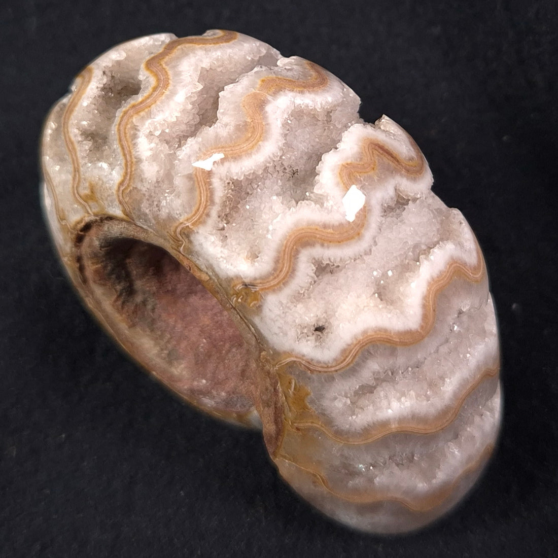 FLUORESCENT AMMONITE, EAST TIMOR XAT002