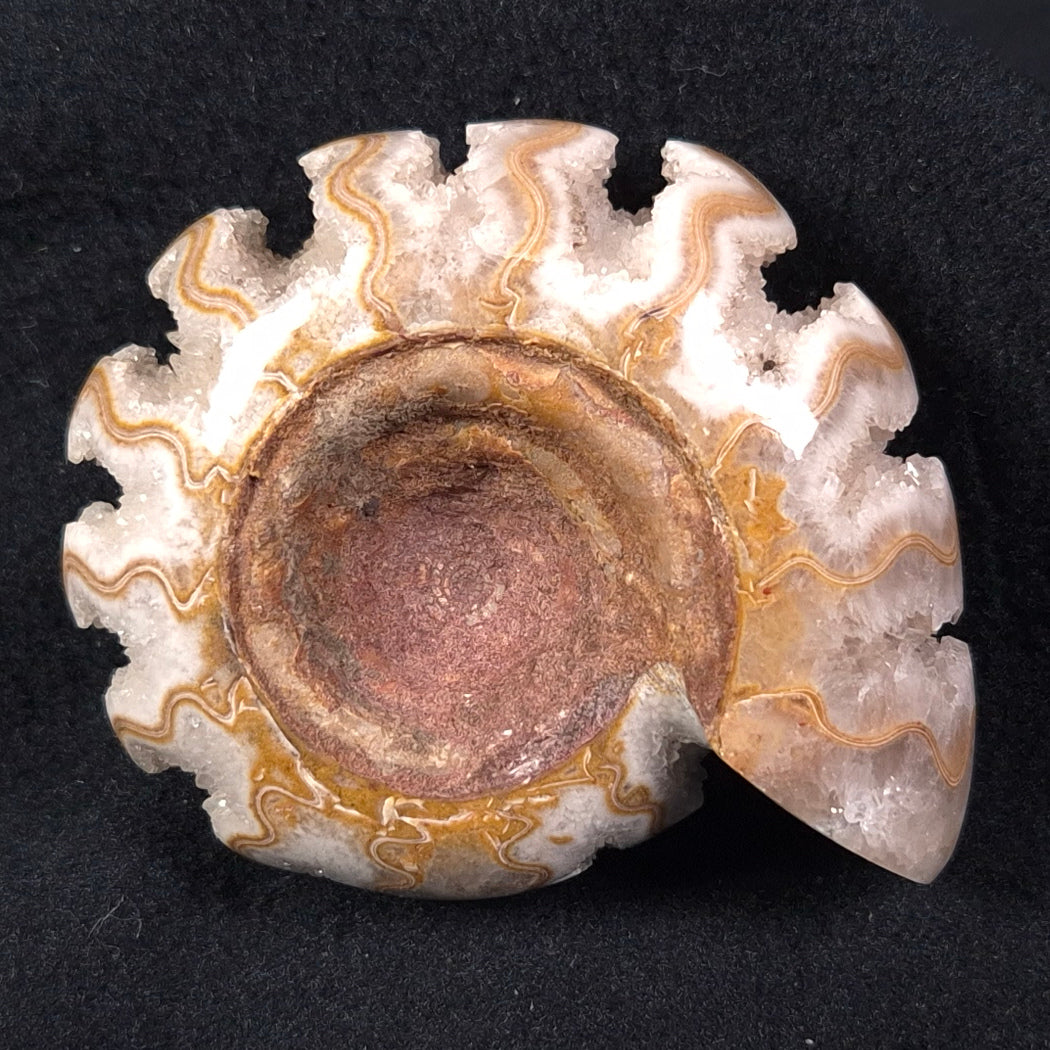 FLUORESCENT AMMONITE, EAST TIMOR XAT002