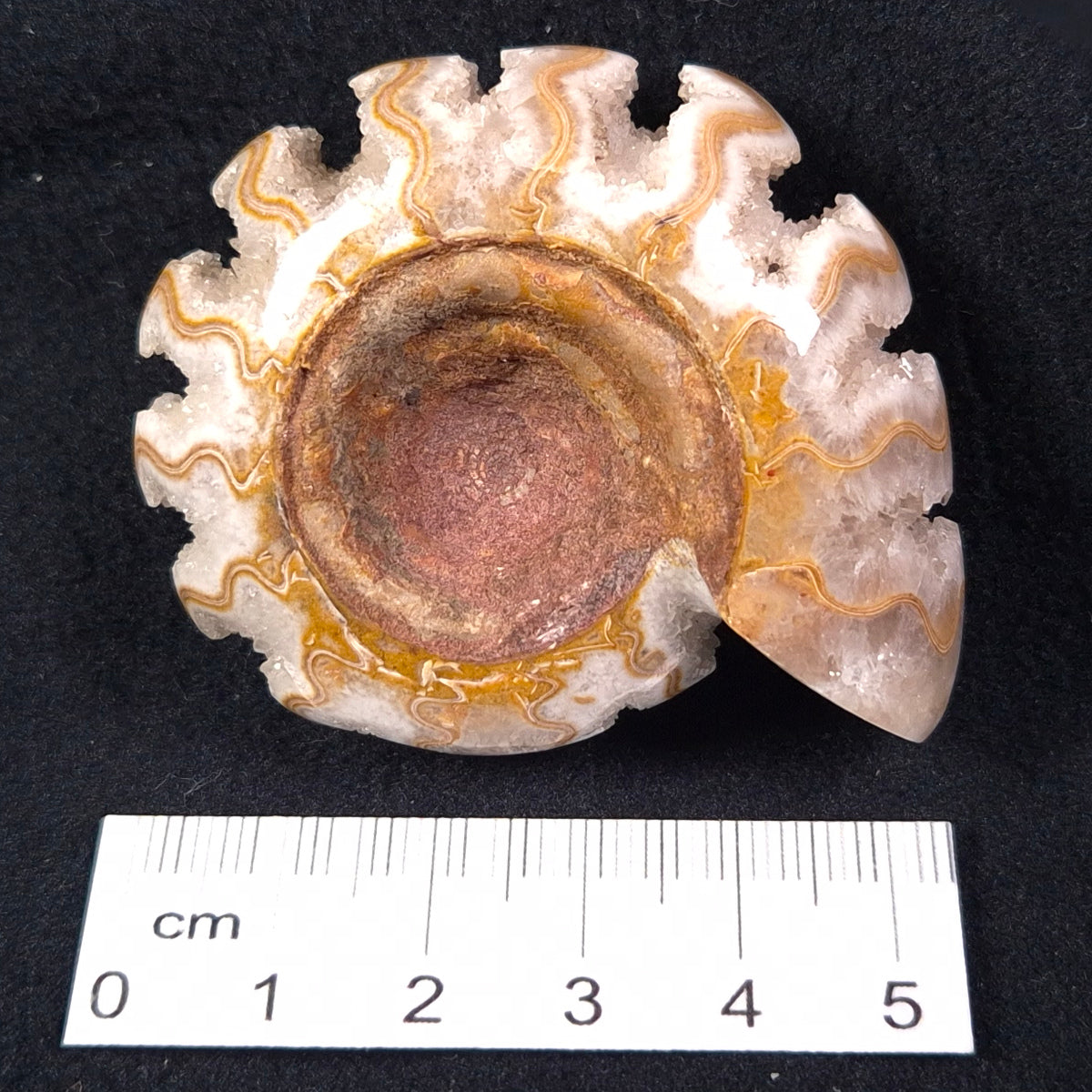 FLUORESCENT AMMONITE, EAST TIMOR XAT002