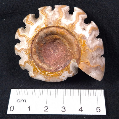 FLUORESCENT AMMONITE, EAST TIMOR XAT002