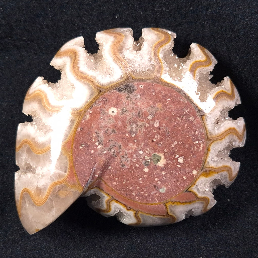 FLUORESCENT AMMONITE, EAST TIMOR XAT002