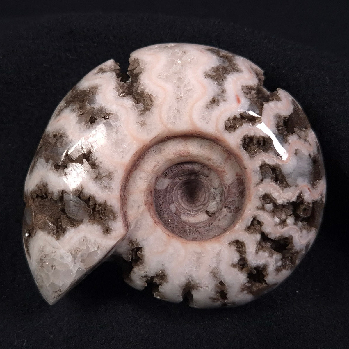 FLUORESCENT AMMONITE, East Timor XAT003