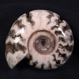 FLUORESCENT AMMONITE, East Timor XAT003