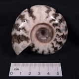 FLUORESCENT AMMONITE, East Timor XAT003