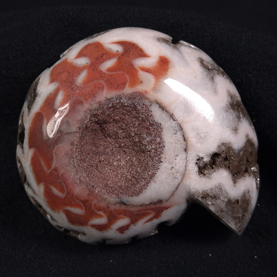 FLUORESCENT AMMONITE, East Timor XAT003