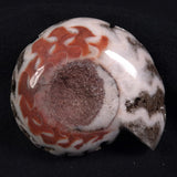 FLUORESCENT AMMONITE, East Timor XAT003