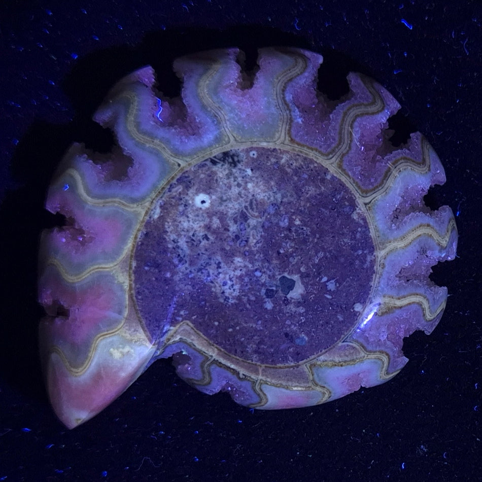 FLUORESCENT AMMONITE, EAST TIMOR XAT002