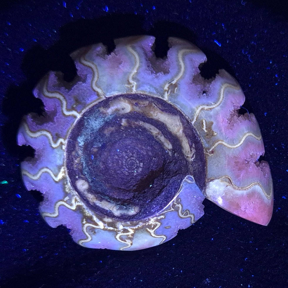 FLUORESCENT AMMONITE, EAST TIMOR XAT002