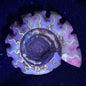 FLUORESCENT AMMONITE, EAST TIMOR XAT002