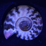FLUORESCENT AMMONITE, East Timor XAT003