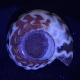 FLUORESCENT AMMONITE, East Timor XAT003