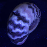 FLUORESCENT AMMONITE, East Timor XAT003