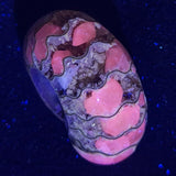 FLUORESCENT AMMONITE, East Timor XAT001