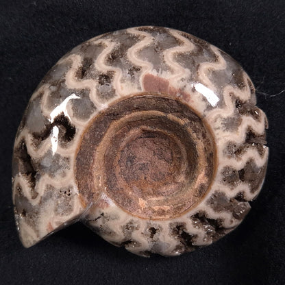 FLUORESCENT AMMONITE, East Timor XAT004