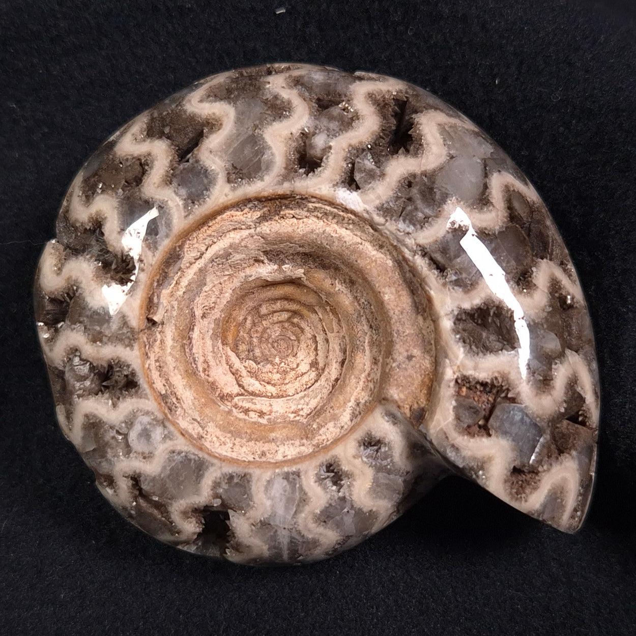 FLUORESCENT AMMONITE, East Timor XAT004