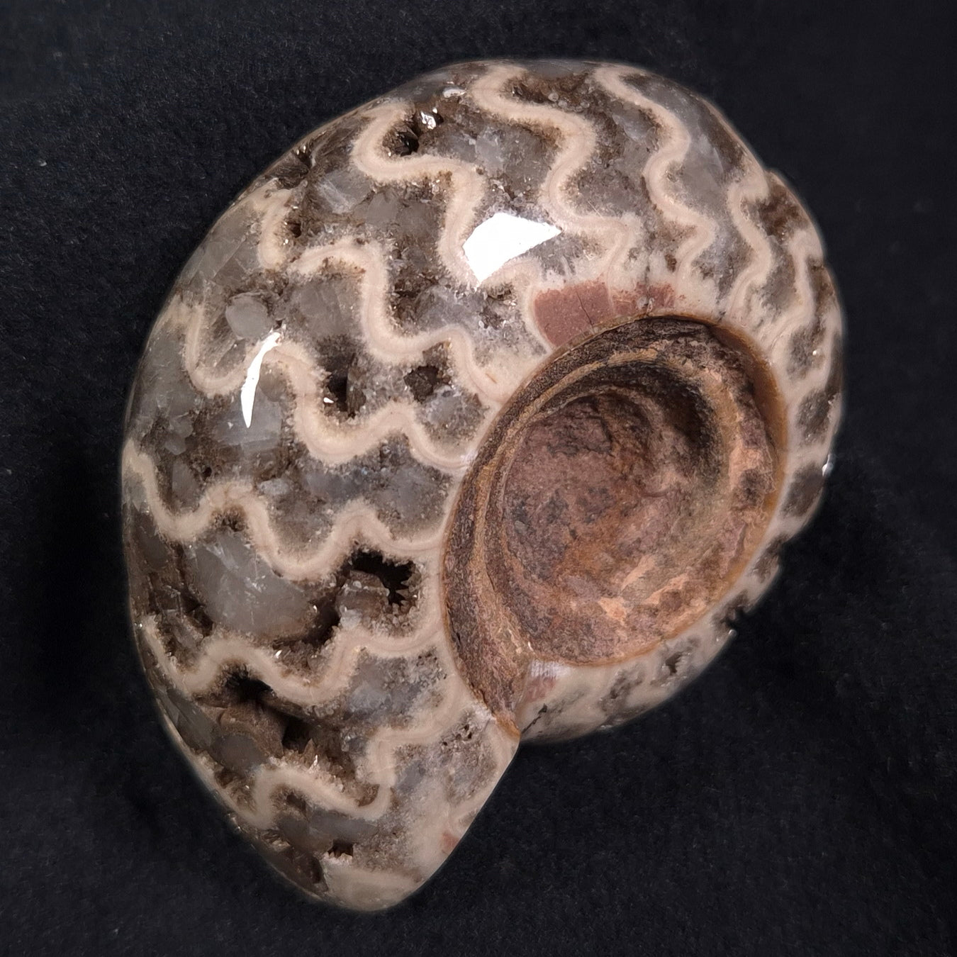 FLUORESCENT AMMONITE, East Timor XAT004