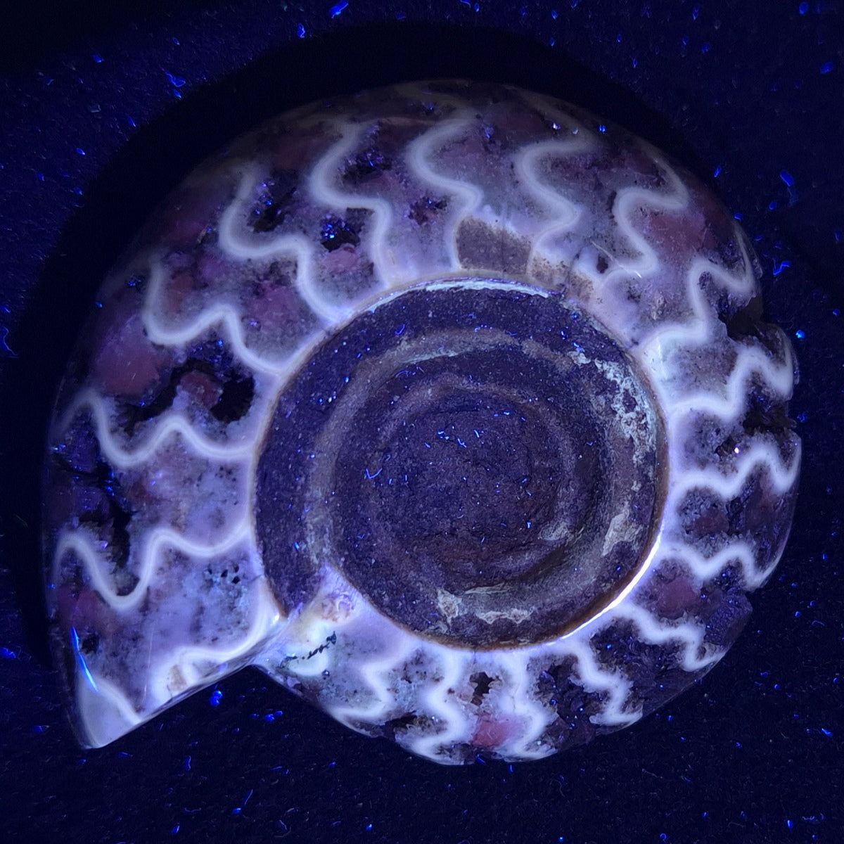 FLUORESCENT AMMONITE, East Timor XAT004