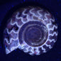 FLUORESCENT AMMONITE, East Timor XAT004