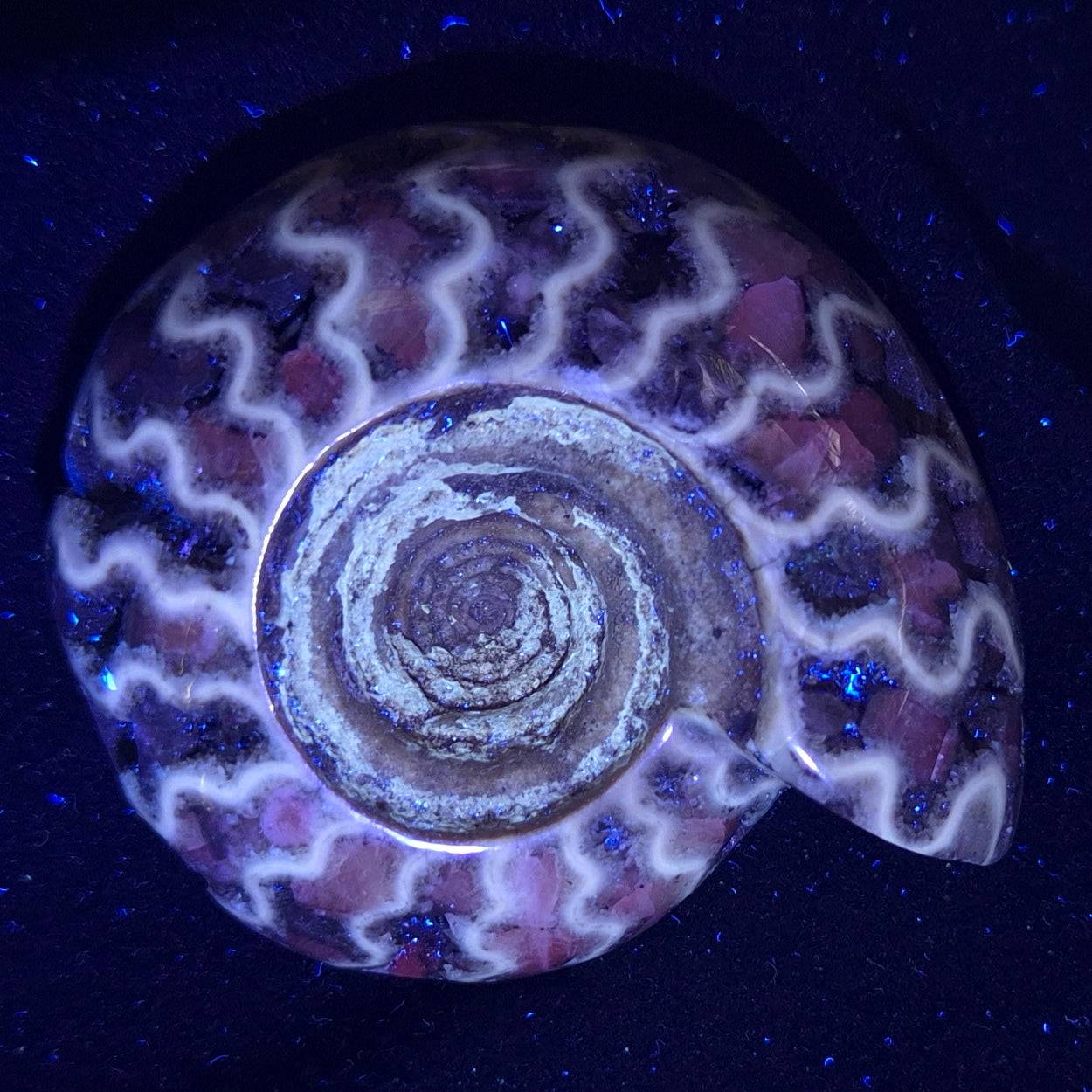 FLUORESCENT AMMONITE, East Timor XAT004