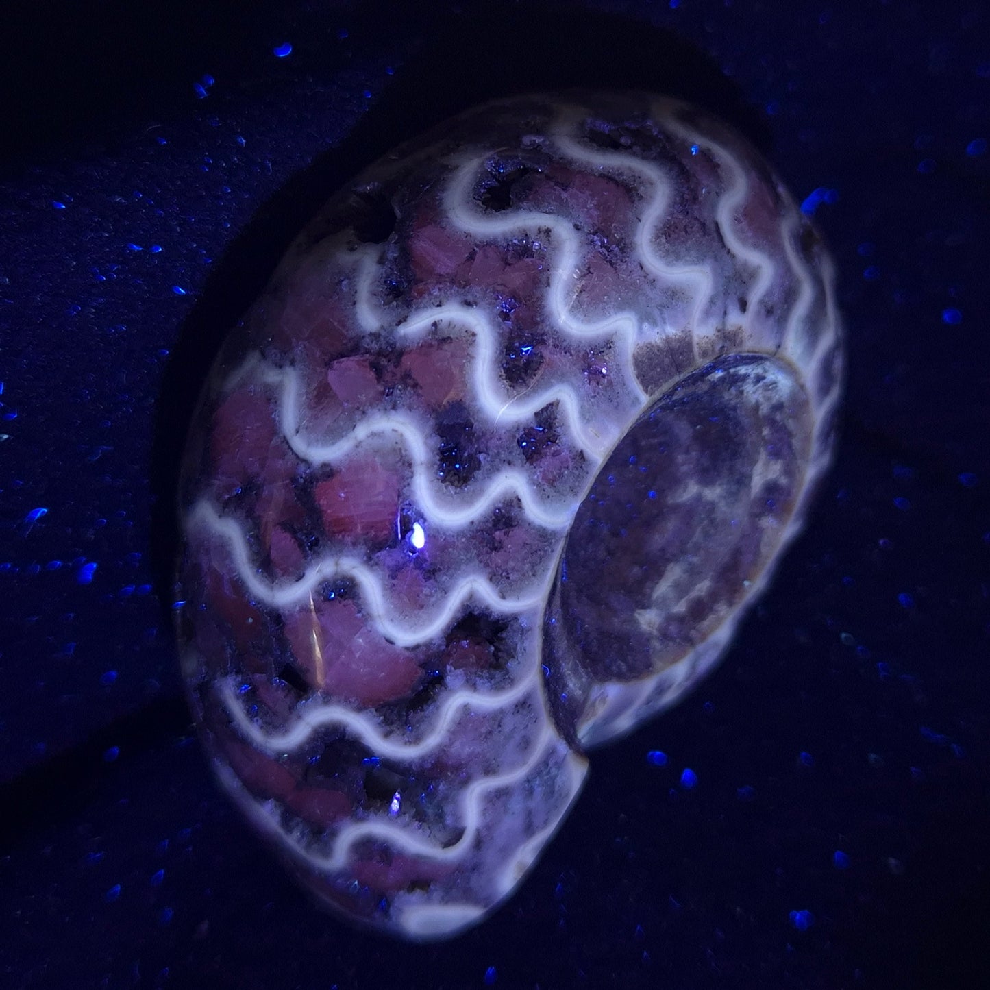 FLUORESCENT AMMONITE, East Timor XAT004